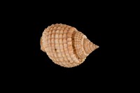 藏品(織紋螺)的圖片